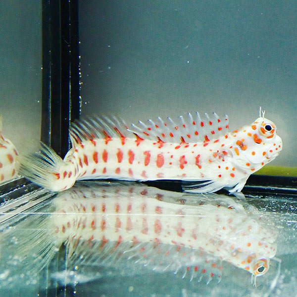 モルディブ産 モンツキカエルウオ 6-8cm±海水魚 カエルウオ 15時までのご注文で当日発送(t121