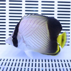 Butterflyfish with a pale body and thin diagonal stripes, black eye mask, and yellow tail in a white ribbed tank/aquarium.