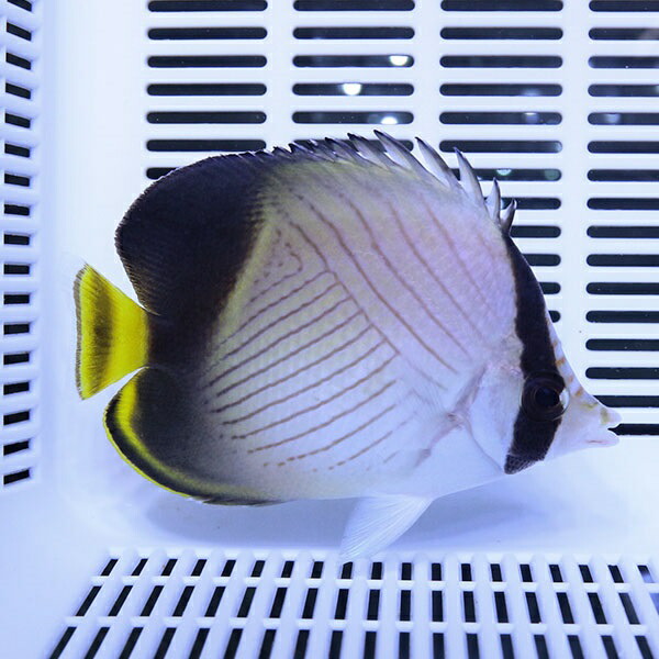 インディアンバガボンド 9-11cm± ! 海水魚 チョウチョウウオ 15時までのご注文で当日発送(t114