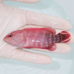 Small pinkish-red fish being held in a gloved hand over a pale background; visible tail fins are red.