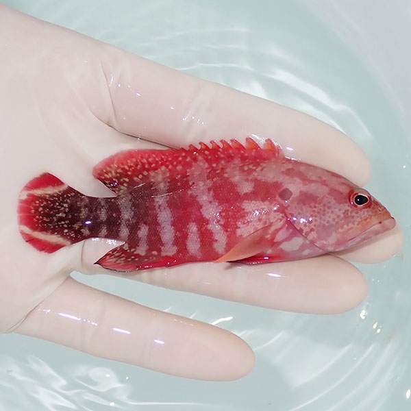 【現物2】ニジハタ 9cm± !海水魚 生体 15時までのご注文で当日発送(t120(t207