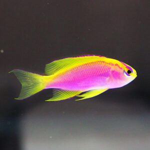 Bright pink and yellow tropical fish swimming left to right against a dark tank background.