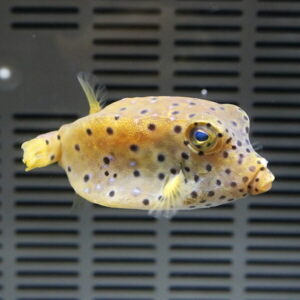 Yellow-spotted pufferfish swimming in an aquarium, showing its round body and small fins against a dark slatted background.