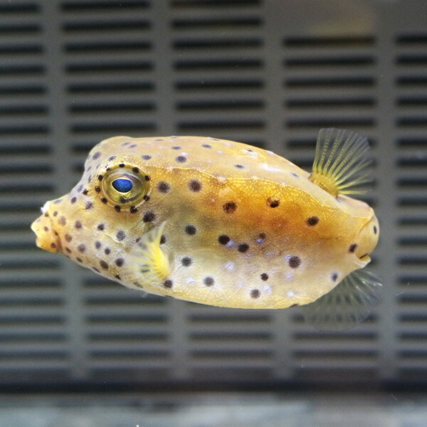 ハコフグ 5-7cm±! 海水魚 フグ 【フグ】15時までのご注文で当日発送(t123