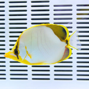 Yellow and white tropical fish with a black eye stripe swimming over a white slatted surface.