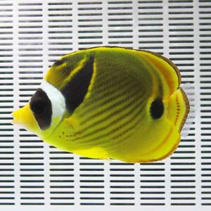 Yellow butterflyfish with a black eye stripe and white face, swimming over a white perforated background.