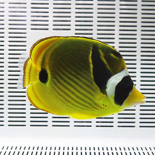 チョウハン 大き目 10-12cm! 海水魚 チョウチョウウオ (t114