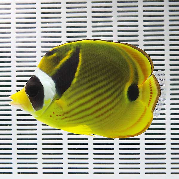 チョウハン 大き目 10-12cm! 海水魚 チョウチョウウオ (t114