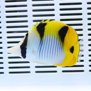 Yellow-tailed butterflyfish with black markings swimming against a white vented background in an aquarium.