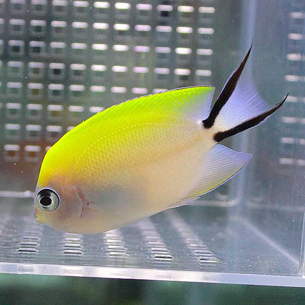 ヤイトヤッコ メス 7-9cm± 海水魚 ヤッコ !餌付け 15時までのご注文で当日発送(t111