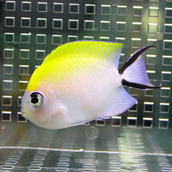 ヤイトヤッコ メス 7-9cm± 海水魚 ヤッコ !餌付け 15時までのご注文で当日発送(t111