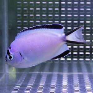Purple tropical fish with black-edged dorsal and tail fins swimming in an aquarium.