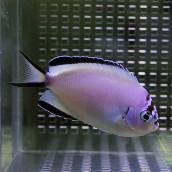ヒレナガヤッコ メス 5-7cm± !海水魚 ヤッコ  15時までのご注文で当日発送(t111