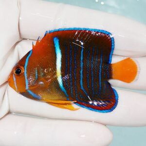 Small tropical fish with orange body and electric blue vertical stripes held by gloved hands in a pale background.