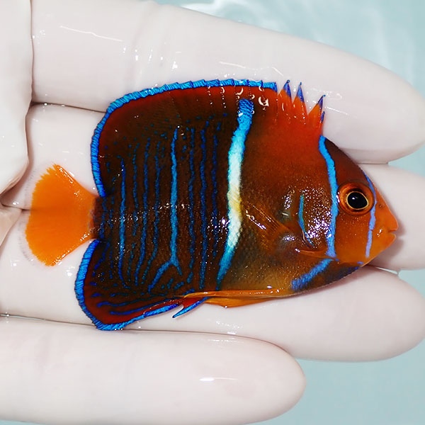 【現物1】パッサーエンゼル 6.5cm± ! 海水魚 ヤッコ  15時までのご注文で当日発送(t111(t207