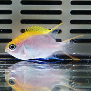 Small tropical fish with yellow dorsal fin and pink body swimming in an aquarium, its reflection visible on the glass surface.
