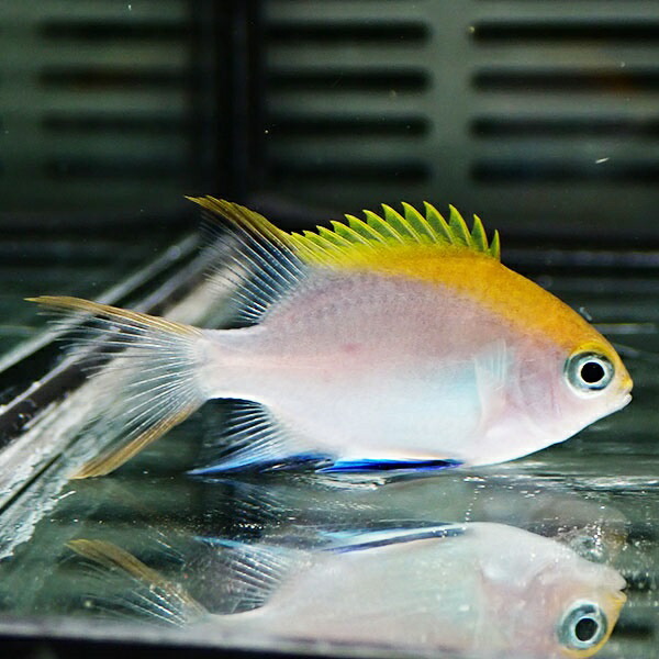 クロスズメダイ 幼魚 ! 海水魚 スズメダイ  15時までのご注文で当日発送(t111(t207