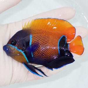 Bright tropical angelfish being held in a gloved hand over clear water, with an orange dorsal area, dark blue body, and vivid blue stripes.