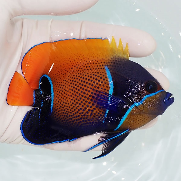 【現物9】粒エサOK イナズマヤッコ 10cm± ! 海水魚 ヤッコ 15時までのご注文で当日発送(t111(t207