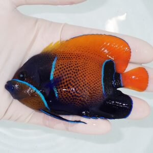 Colorful tropical fish with orange back, dark blue front, and bright blue outlines, held in a gloved hand.