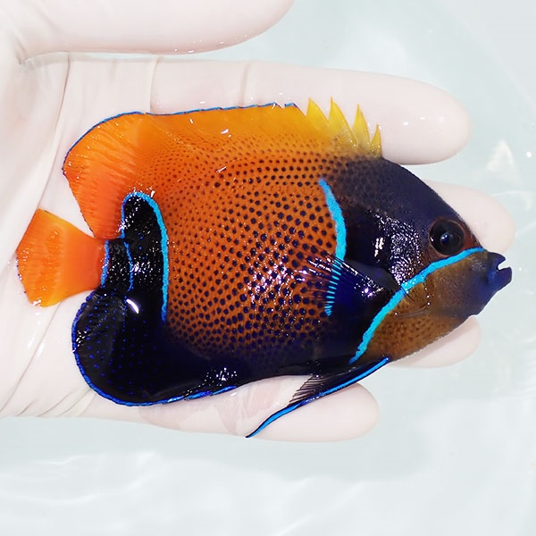 【現物10】イナズマヤッコ 10cm± ! 海水魚 ヤッコ 15時までのご注文で当日発送(t111(t207