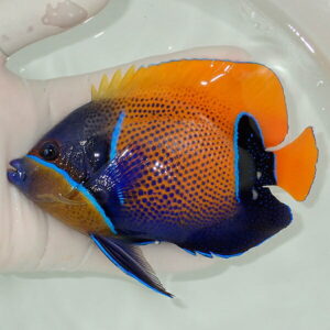 Colorful angelfish with orange dorsal fin and blue body with yellow face, held in a gloved hand.