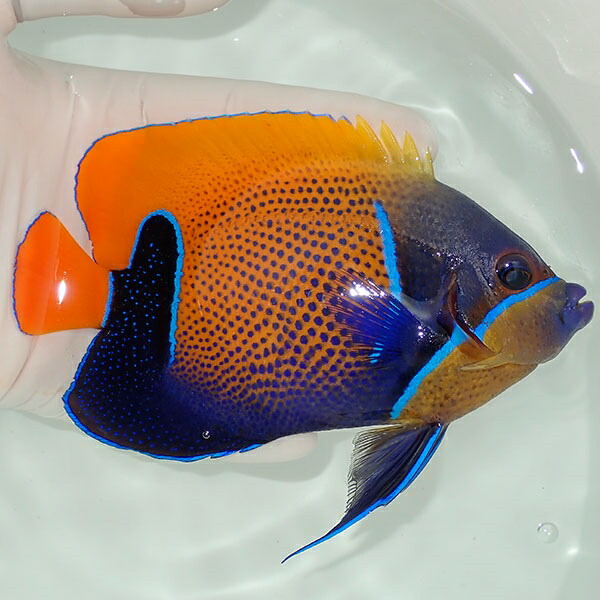 【現物11】イナズマヤッコ 14.5cm± ! 海水魚 ヤッコ 15時までのご注文で当日発送(t111(t207