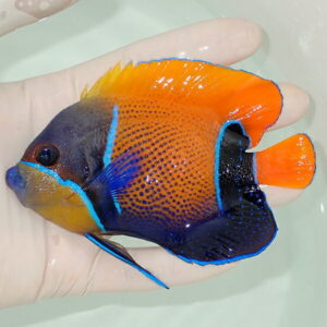Colorful tropical fish with orange body and blue outlining on fins held in a gloved hand above water.