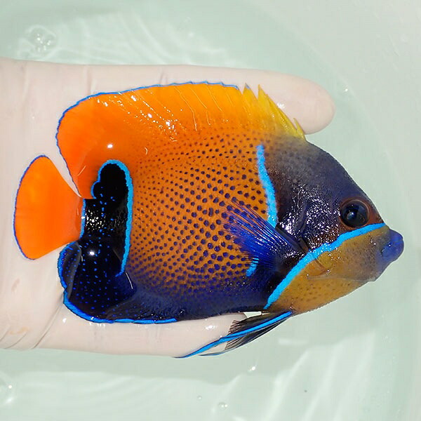 【現物12】イナズマヤッコ 11cm± ! 海水魚 ヤッコ 15時までのご注文で当日発送(t111(t207