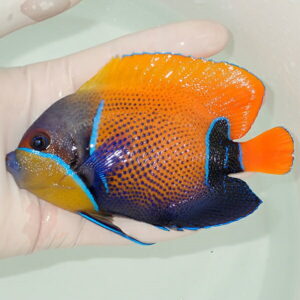 Bright tropical fish with orange body, blue markings, and black-edged fins held in a gloved hand.