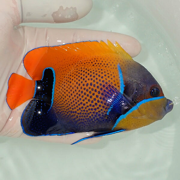 【現物13】イナズマヤッコ 12cm± ! 海水魚 ヤッコ 15時までのご注文で当日発送(t111(t207