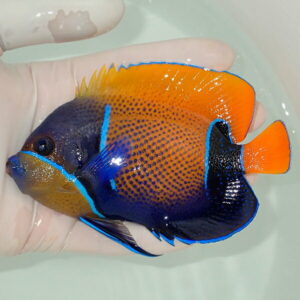 Gloved hand holding a vivid orange and blue tropical fish over pale water backdrop.