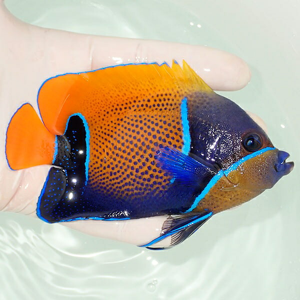 【現物14】イナズマヤッコ 12.5cm± ! 海水魚 ヤッコ 15時までのご注文で当日発送(t111(t207
