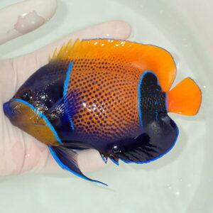 Colorful angelfish with orange dorsal and tail fins, blue body with dot pattern, held in a gloved hand in pale water.