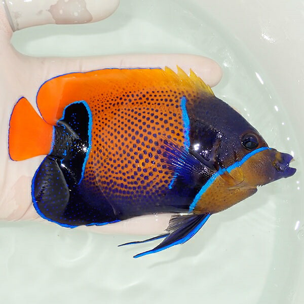 【現物15】イナズマヤッコ 14.5cm± ! 海水魚 ヤッコ 15時までのご注文で当日発送(t111(t207