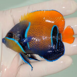 Bright tropical fish with orange body and vivid blue outlines held in a hand, showing blue-edged fins.