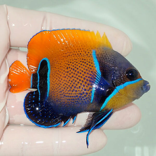 【現物16】粒エサOK イナズマヤッコ 7cm± ! 海水魚 ヤッコ 15時までのご注文で当日発送(t111(t207