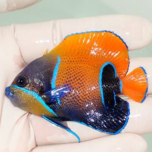 Bright orange and blue tropical fish being held in a gloved hand; vivid markings and black tail with blue outlines are visible.