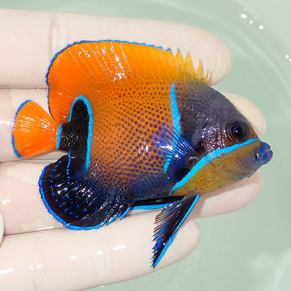 【現物17】粒エサOK イナズマヤッコ 7cm± ! 海水魚 ヤッコ 15時までのご注文で当日発送(t111(t207