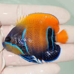 Small tropical fish with bright orange body and blue accents being held in a gloved hand, showing vivid coloring and markings.