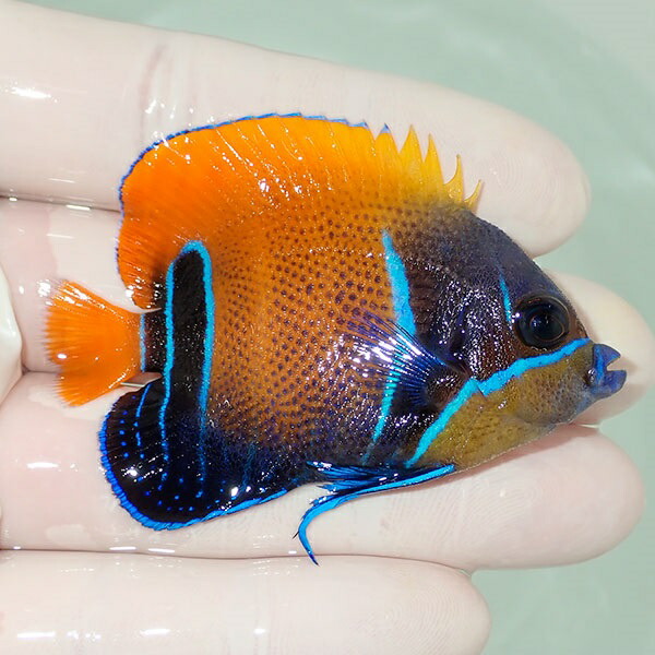 【現物18】粒エサOK イナズマヤッコ 6.5cm± ! 海水魚 ヤッコ 15時までのご注文で当日発送(t111(t207
