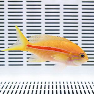 Orange tropical fish with a red lateral stripe swimming in an aquarium view from the side.