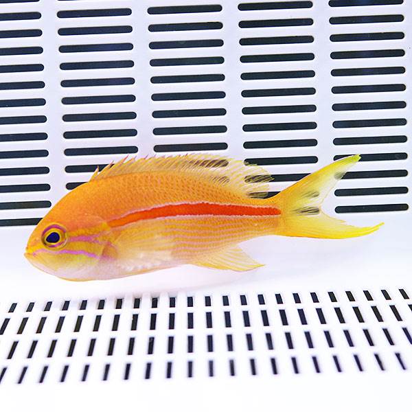 スジハナダイ 8-11cm± ! 海水魚 ハナダイ 【15時までのご注文で当日発送】(t118