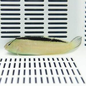 Small pale fish with a dark dorsal stripe lying on a white grated surface inside an aquarium or tank.