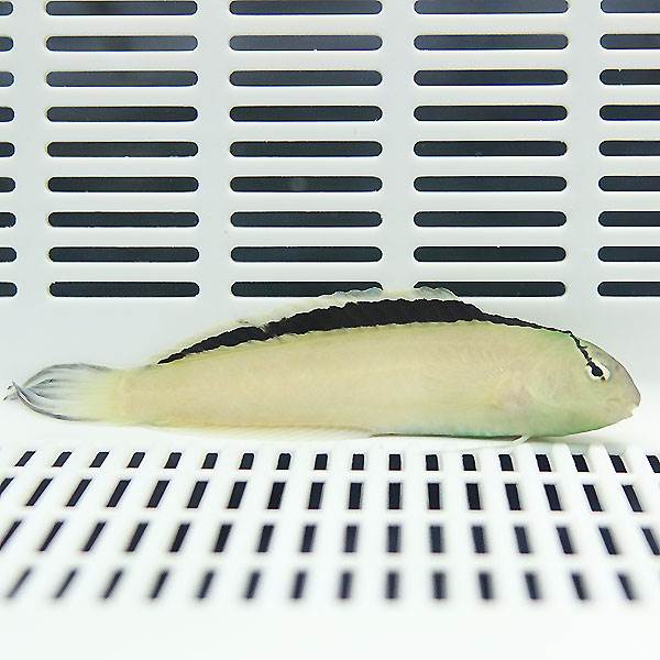 スミスズブレニー 6-9cm± ! 海水魚 ハゼ 【15時までのご注文で当日発送】(t124(t121