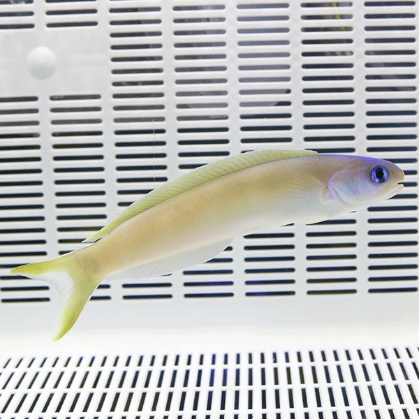 オキナワサンゴアマダイ 12-16cm± ! 海水魚 アマダイ 【15時までのご注文で当日発送】【アマダイ】