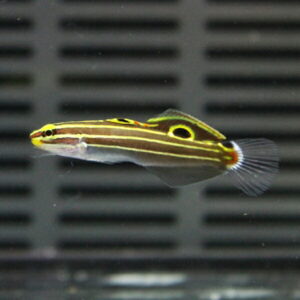 Small tropical fish with yellow stripes and a large eye-like spot near the dorsal fin, swimming in an aquarium backdrop