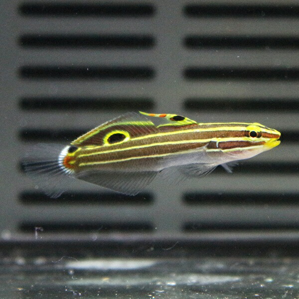 キンセンハゼ 3-4cm±! 海水魚 ハゼ 【15時までのご注文で当日発送】(t121