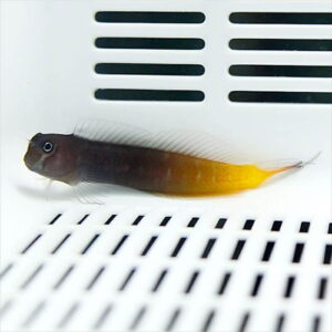 Small dark-bodied fish with a bright orange tail resting on a white surface inside an aquarium or tank set with vents behind it.