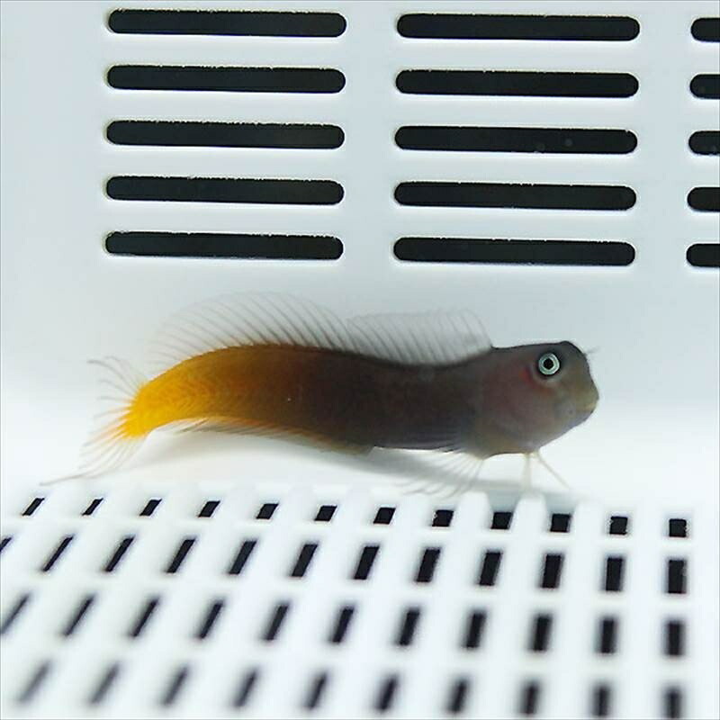 フタイロカエルウオ ! 海水魚 カエルウオ 【カエルウオ】(t121
